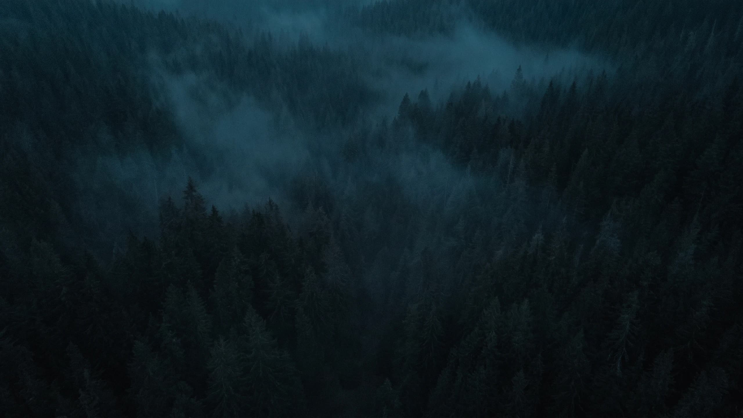 Aerial view of a dark conifer forest with fog drifting between the trees.